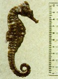 Image of Hippocampus algiricus (West African seahorse)
