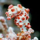Image of Hippocampus bargibanti (Pygmy seahorse)