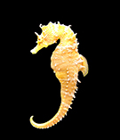 Image of Hippocampus erectus (Lined seahorse)