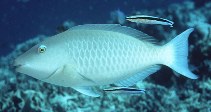 Image of Hipposcarus harid (Candelamoa parrotfish)