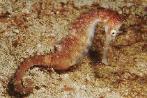 Image of Hippocampus histrix (Thorny seahorse)