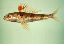 Image of Hime japonica (Japanese thread-sail fish)