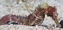 Image of Hippocampus kuda (Spotted seahorse)