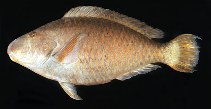 Image of Hipposcarus longiceps (Pacific longnose parrotfish)