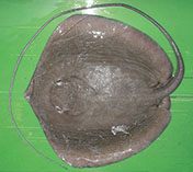 Image of Maculabatis pastinacoides (Round whip ray)