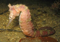 Image of Hippocampus subelongatus (West Australian seahorse)