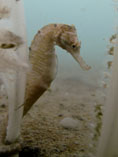 Image of Hippocampus trimaculatus (Longnose seahorse)