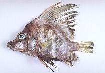 Image of Histiopterus typus (Sailfin armourhead)