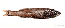 Image of Holtbyrnia anomala (Bighead searsid)