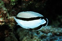 Image of Apolemichthys arcuatus (Bandit angelfish)