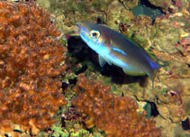Image of Hoplolatilus fronticinctus (Pastel tilefish)