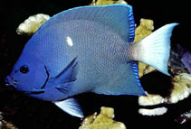Image of Holacanthus limbaughi (Clipperton angelfish)