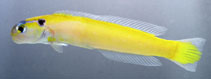 Image of Hoplolatilus luteus (Yellow tilefish)
