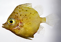 Image of Hollardia meadi (Spotted spikefish)