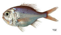 Image of Hoplostethus occidentalis (Atlantic Roughy)