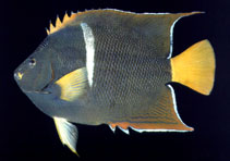 Image of Holacanthus passer (King angelfish)