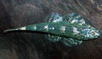 Image of Homalopteroides smithi 