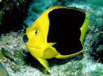 Image of Holacanthus tricolor (Rock beauty)