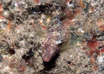 Image of Hypleurochilus aequipinnis (Oyster blenny)