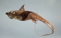 Image of Hydrolagus alberti 