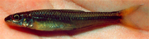 Image of Hybopsis amblops (Bigeye chub)