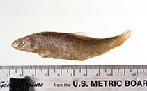 Image of Hybognathus argyritis (Western silvery minnow)