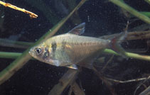 Image of Hyphessobrycon bifasciatus (Yellow tetra)