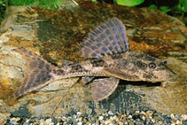 Image of Hypostomus boulengeri 