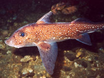 Image of Hydrolagus colliei (Spotted ratfish)