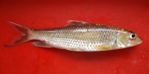 Image of Hypselobarbus curmuca (Curmuca barb)