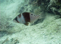 Image of Hypoplectrus ecosur (Spotted hamlet)
