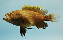 Image of Hyporthodus flavolimbatus (Yellowedge grouper)