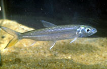 Image of Hydrocynus forskahlii (Elongate tigerfish)