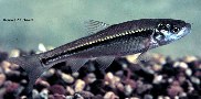 Image of Hybognathus hankinsoni (Brassy minnow)