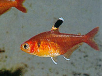 Image of Megalamphodus haraldschultzi 