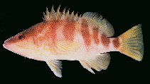 Image of Hypoplectrodes huntii (Redbanded perch)