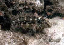 Image of Hypleurochilus langi 