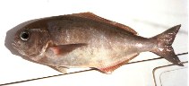 Image of Hyperoglyphe macrophthalma 