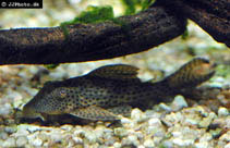 Image of Hypostomus nematopterus 