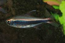 Image of Hyphessobrycon peruvianus (Peruvian tetra)