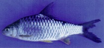 Image of Hypsibarbus pierrei 