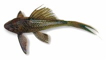 Image of Hypostomus plecostomus (Suckermouth catfish)