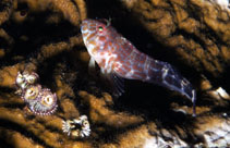 Image of Hypleurochilus springeri (Orangespotted blenny)