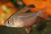 Image of Megalamphodus rosaceus (Rosy tetra)