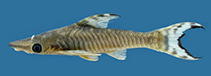 Image of Hypoptopoma steindachneri 