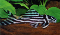 Image of Hypancistrus zebra 