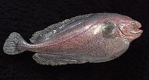 Image of Icosteus aenigmaticus (Ragfish)