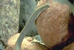 Image of Ichthyomyzon bdellium (Ohio lamprey)