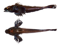 Image of Icelus canaliculatus (Blacknose sculpin)