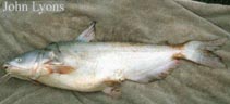 Image of Ictalurus furcatus (Blue catfish)